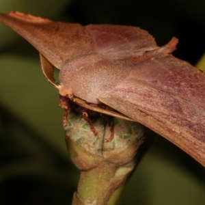 Monoctenia falernaria at Melba, ACT - 26 Mar 2021