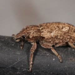 Listroderes difficilis (Vegetable weevil) at Melba, ACT - 24 Mar 2021 by kasiaaus