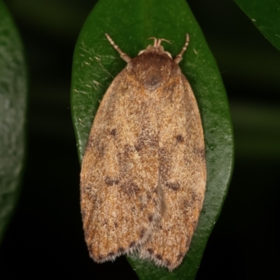 Garrha repandula (a Concealer Moth) at Melba, ACT - 25 Mar 2021 by kasiaaus