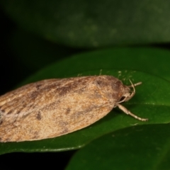 Garrha repandula at Melba, ACT - 25 Mar 2021