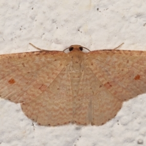 Epicyme rubropunctaria at Melba, ACT - 25 Mar 2021