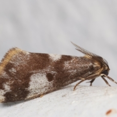 Anestia (genus) (A tiger moth) at Melba, ACT - 25 Mar 2021 by kasiaaus