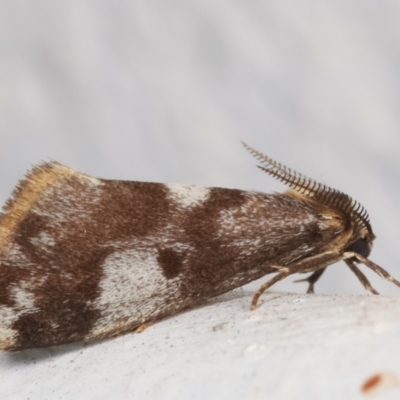 Anestia (genus) (A tiger moth) at Melba, ACT - 25 Mar 2021 by kasiaaus