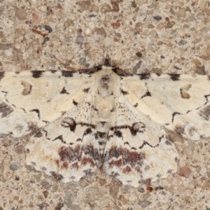 Sandava scitisignata at Melba, ACT - 25 Mar 2021