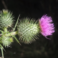 Cirsium vulgare (Spear Thistle) at Paddys River, ACT - 11 Feb 2021 by michaelb