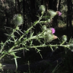 Cirsium vulgare at Paddys River, ACT - 11 Feb 2021 06:55 PM