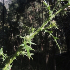 Cirsium vulgare at Paddys River, ACT - 11 Feb 2021 06:55 PM