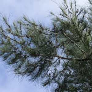 Casuarina cunninghamiana subsp. cunninghamiana at Melba, ACT - 25 Mar 2021