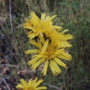 Podolepis jaceoides at Paddys River, ACT - 11 Feb 2021 07:17 PM