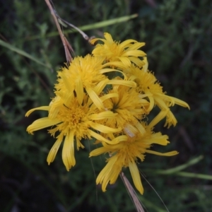 Podolepis jaceoides at Paddys River, ACT - 11 Feb 2021 07:17 PM