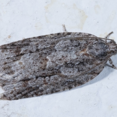 Acropolitis ergophora (A tortrix or leafroller moth) at Melba, ACT - 26 Mar 2021 by kasiaaus