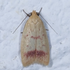Heteroteucha occidua (A concealer moth) at Melba, ACT - 25 Mar 2021 by kasiaaus