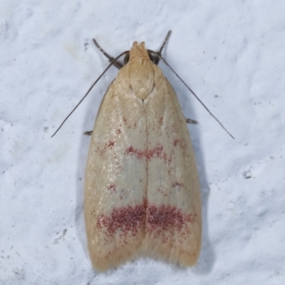 Heteroteucha occidua (A concealer moth) at Melba, ACT - 26 Mar 2021 by kasiaaus