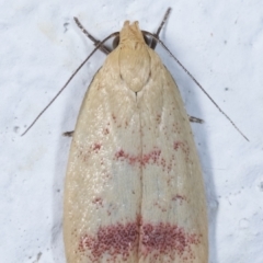 Heteroteucha occidua at Melba, ACT - 26 Mar 2021