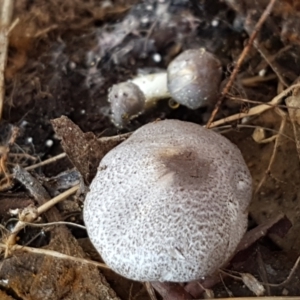 Lepiota s.l. at Throsby, ACT - 30 Mar 2021