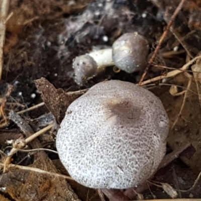 Lepiota s.l. at Goorooyarroo NR (ACT) - 30 Mar 2021 by trevorpreston