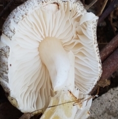 Lepiota s.l. at Throsby, ACT - 30 Mar 2021 11:03 AM