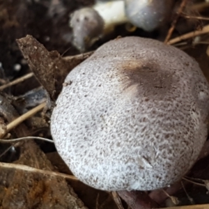 Lepiota s.l. at Throsby, ACT - 30 Mar 2021