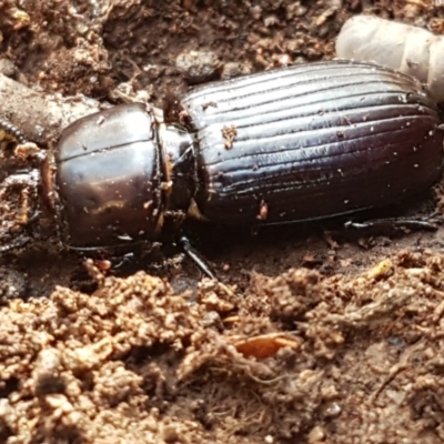 Aulacocyclus edentulus (Passalid beetle) at Throsby, ACT - 30 Mar 2021 by trevorpreston