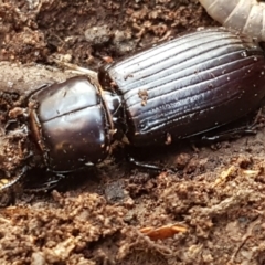 Aulacocyclus edentulus at Throsby, ACT - 30 Mar 2021 11:05 AM