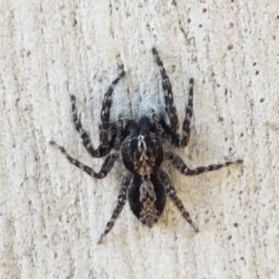 Clynotis severus (Stern Jumping Spider) at Throsby, ACT - 30 Mar 2021 by trevorpreston