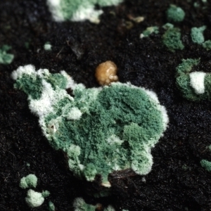 Trichoderma 'green fluffy' at Macquarie, ACT - 29 Mar 2021