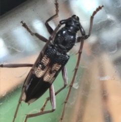 Phoracantha semipunctata (Common Eucalypt Longicorn) at Phillip, ACT - 23 Mar 2021 by Tapirlord