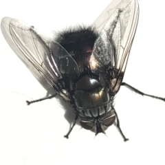 Rutilia (Donovanius) sp. (genus & subgenus) (A Bristle Fly) at Dickson, ACT - 23 Mar 2021 by Tapirlord