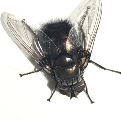 Rutilia (Donovanius) sp. (genus & subgenus) (A Bristle Fly) at Dickson, ACT - 24 Mar 2021 by Tapirlord