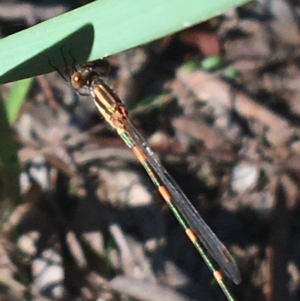 Austrolestes leda at Forde, ACT - 30 Mar 2021