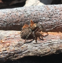 Jotus auripes (Jumping spider) at Forde, ACT - 29 Mar 2021 by Ned_Johnston