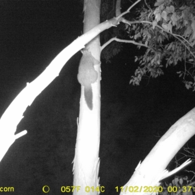 Trichosurus vulpecula (Common Brushtail Possum) at Monitoring Site 103 - Riparian - 1 Nov 2020 by DMeco