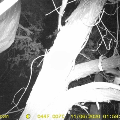 Trichosurus vulpecula (Common Brushtail Possum) at Monitoring Site 105 - Remnant - 5 Nov 2020 by DMeco
