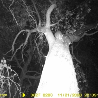 Trichosurus vulpecula (Common Brushtail Possum) at Baranduda, VIC - 21 Nov 2020 by DMeco