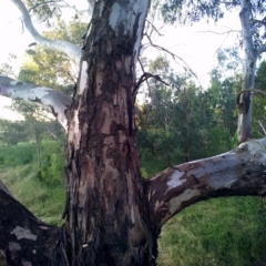Gymnorhina tibicen (Australian Magpie) at Bandiana, VIC - 18 Nov 2020 by DMeco