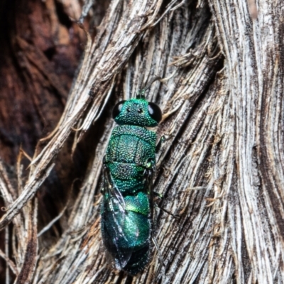 Primeuchroeus sp. (genus) (Cuckoo Wasp) at ANBG - 30 Mar 2021 by Roger