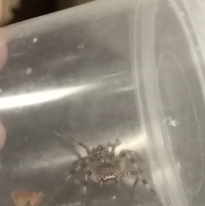 Unidentified Spider (Araneae) at Albury, NSW - 30 Mar 2021 by AlburyCityEnviros