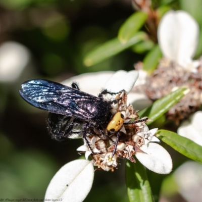 Scolia (Discolia) verticalis (Yellow-headed hairy flower wasp) at Acton, ACT - 30 Mar 2021 by Roger