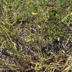 Echinochloa crus-galli (Barnyard Grass) at Watson, ACT - 29 Mar 2021 by waltraud