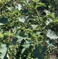 Datura stramonium (Common Thornapple) at Watson, ACT - 30 Mar 2021 by waltraud