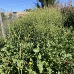 Hirschfeldia incana (Buchan Weed) at The Fair, Watson - 29 Mar 2021 by waltraud