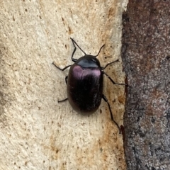 Chalcopteroides spectabilis (Rainbow darkling beetle) at Googong, NSW - 27 Mar 2021 by Wandiyali