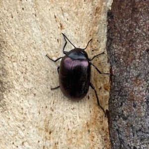 Chalcopteroides spectabilis at Googong, NSW - 27 Mar 2021