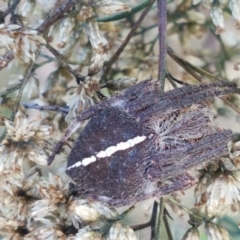 Araneinae (subfamily) (Orb weaver) at Bruce Ridge to Gossan Hill - 30 Mar 2021 by trevorpreston