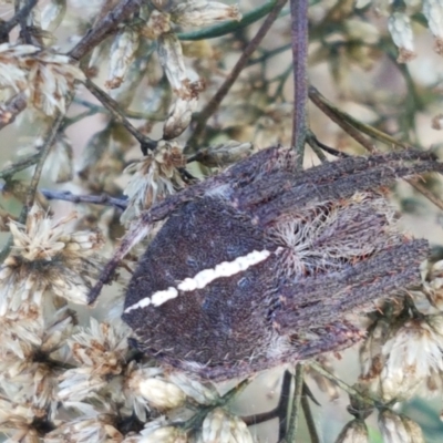 Araneinae (subfamily) (Orb weaver) at Flea Bog Flat, Bruce - 30 Mar 2021 by tpreston