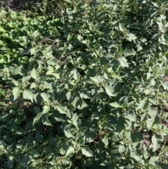 Solanum nigrum (Black Nightshade) at The Fair, Watson - 29 Mar 2021 by waltraud