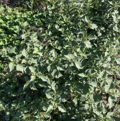 Solanum nigrum (Black Nightshade) at Watson, ACT - 30 Mar 2021 by waltraud