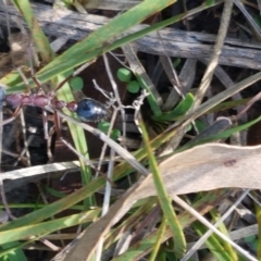 Myrmecia nigriceps (Black-headed bull ant) at Flea Bog Flat, Bruce - 30 Mar 2021 by tpreston