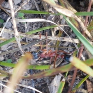 Myrmecia nigriceps at Bruce, ACT - 30 Mar 2021 03:56 PM