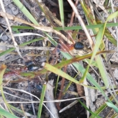 Myrmecia nigriceps at Bruce, ACT - 30 Mar 2021 03:56 PM